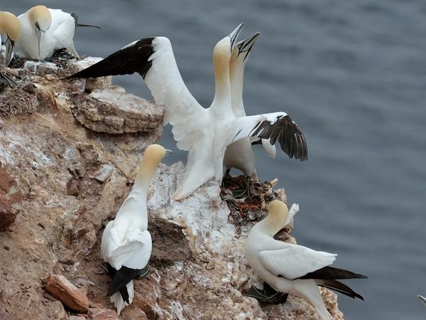 <h3><a href="/trips/helgoland/biota/animalia/chordata/aves/016 suliformes/002 sulidae/morus bassanus/morus bassanus-nl.html">Morus&nbsp;bassanus</a> / Northern&nbsp;gannet / Jan‑van‑gent</h3>NIKON D7100 met AF-S Nikkor 300mm f/2.8G IF-ED VR II, 1/1600 sec  bij F5.6, ISO 320, afstand 44.6&nbsp;m